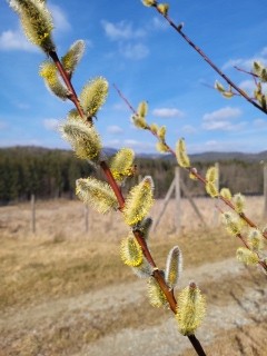 Frühling